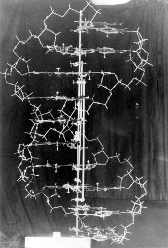 The original DNA demonstration model, designed by James Watson and Francis Crick, ca. 1953.