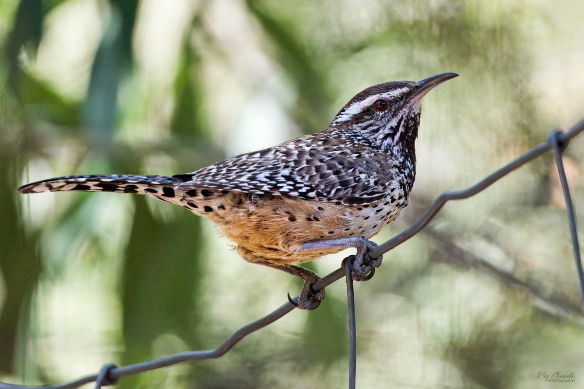 Cactus Wren seen recently at Cave Creek Canyon, Arizona. #BirdsSeenIn2024 #Birds #Birdwatching #MyBirdPic #Wildlife #Nature #Birding #BirdsOfTwitter #Arizona #TeamSony