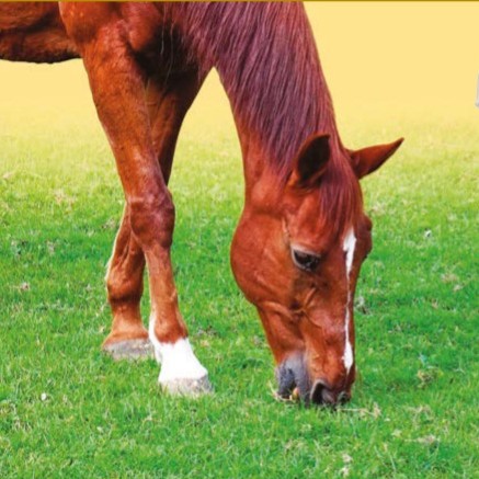 With rich spring grass growing, it’s easy for unwanted pounds to pile on our horses and ponies. Don’t forget to nutritionally support restricted diets with NAF Slim Pellets. bit.ly/4arChRi
