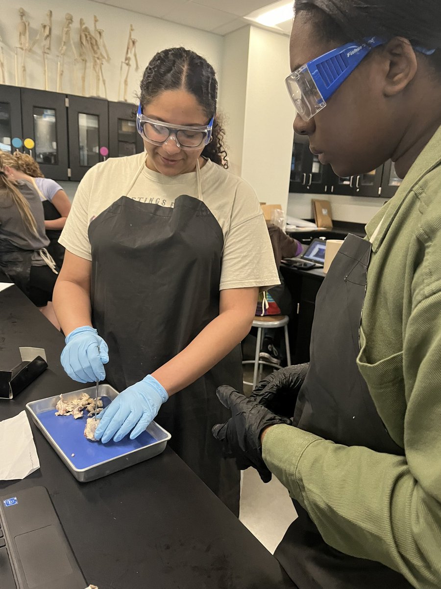 Cow Eye Dissection Day in Human Body Systems. We ❤️ lab days! <a href="/CCHSCavs/">Capital City High School</a>