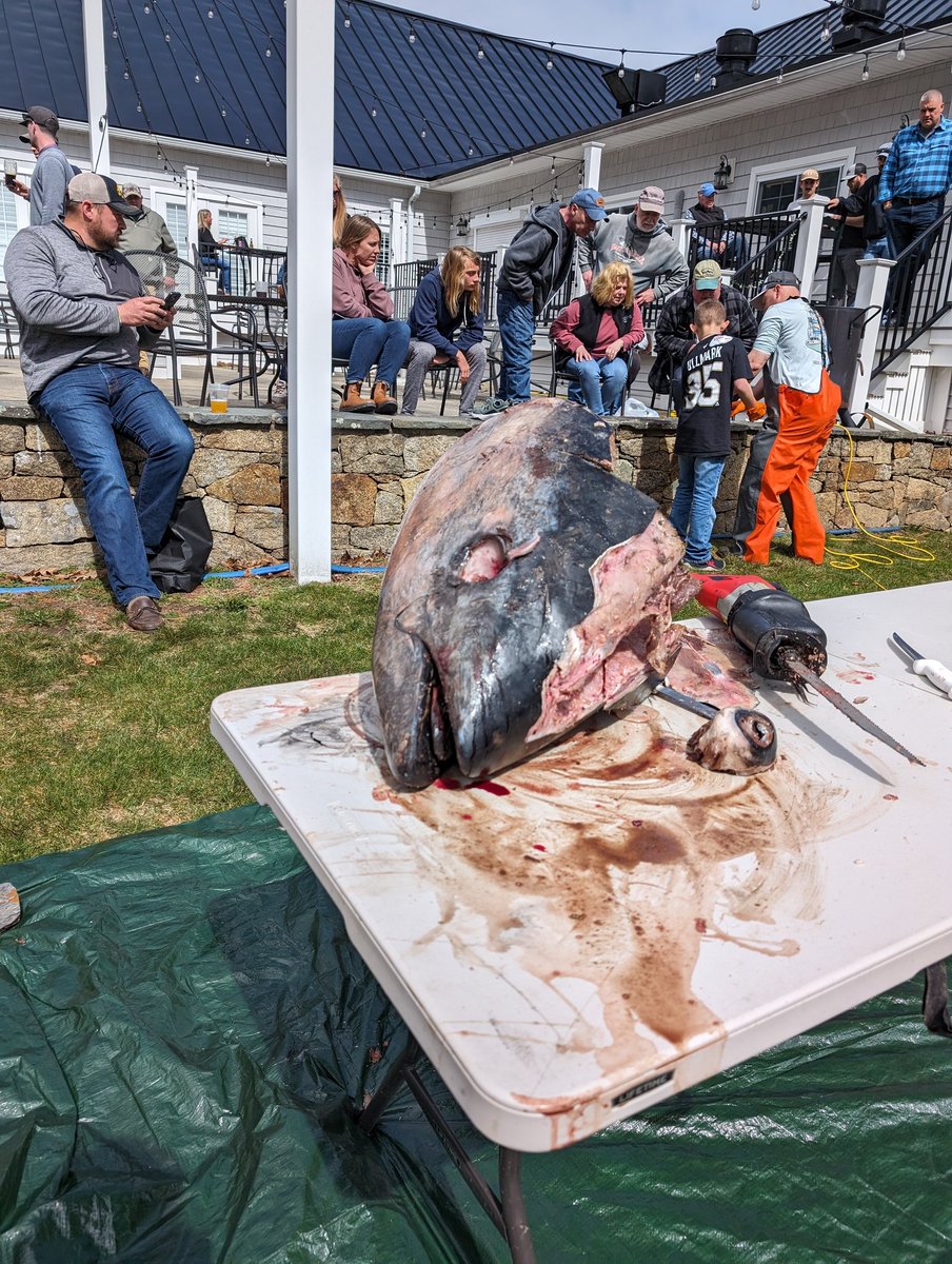 I can smell tuna season coming 😝