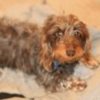 #LOST #DOG LOLA 
Adult #Female Miniature #Dachshund Chocolate 
Long Haired
#Missing from back of house Broad Lane #Evenley nr #Brackley #NN13 Central
Recently #spayed Wearing Pink Vetmedwear Recovery Suit 
Mon 15th April 2024 
#DogLostUK #Lostdog #ScanMe 

doglost.co.uk/dog/191659