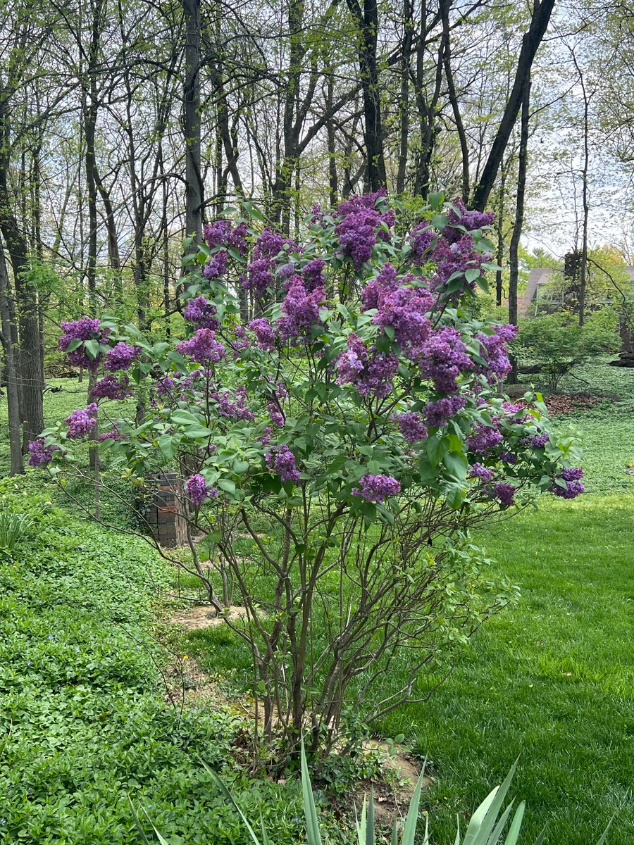 Lilacs and Phlox in full bloom! Happy Spring! #lilacs 
#lilacbush #phlox #creepingphlox #purpleflowers #springhassprung #springtime #cincinnati #happyspring #april