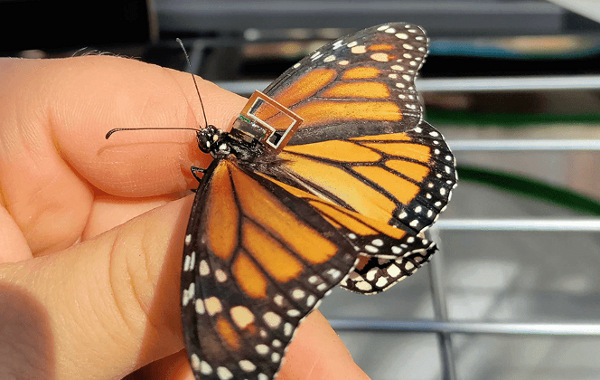 'mSAIL: Milligram-Scale Multi-Modal Sensor Platform for Monarch Butterfly Migration Tracking,' by @InheePitt et al., describes the #development of an embedded #system that was attached to live butterflies to track monarch #migration. bit.ly/3JjDbn2