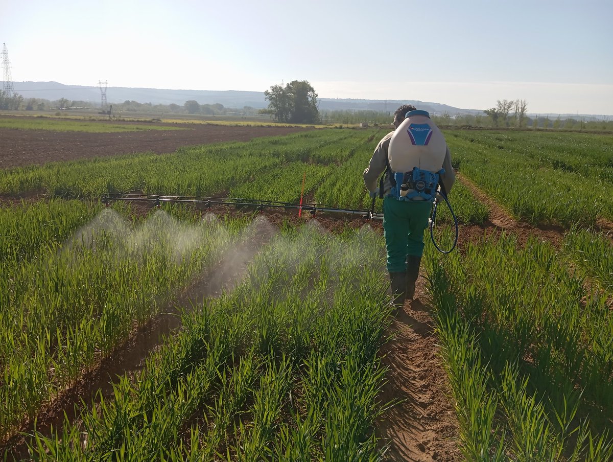 aparicionieves3's tweet photo. Spraying bioestimulants on @WheatSecurity trial!!!
At @ITACYL experimental station.
Seed and foliar treatments combination on #durumwheat and #breadwheat https://t.co/fdzBle3JCr