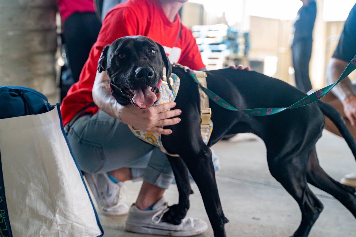 Velvet is still available for adoption from Footbridge Foundation! Velvet is a resilient and spirited doggo who has overcome incredible odds going from no use of her legs to taking walks around the neighborhood 🖤 🔗bit.ly/3JFLXw1