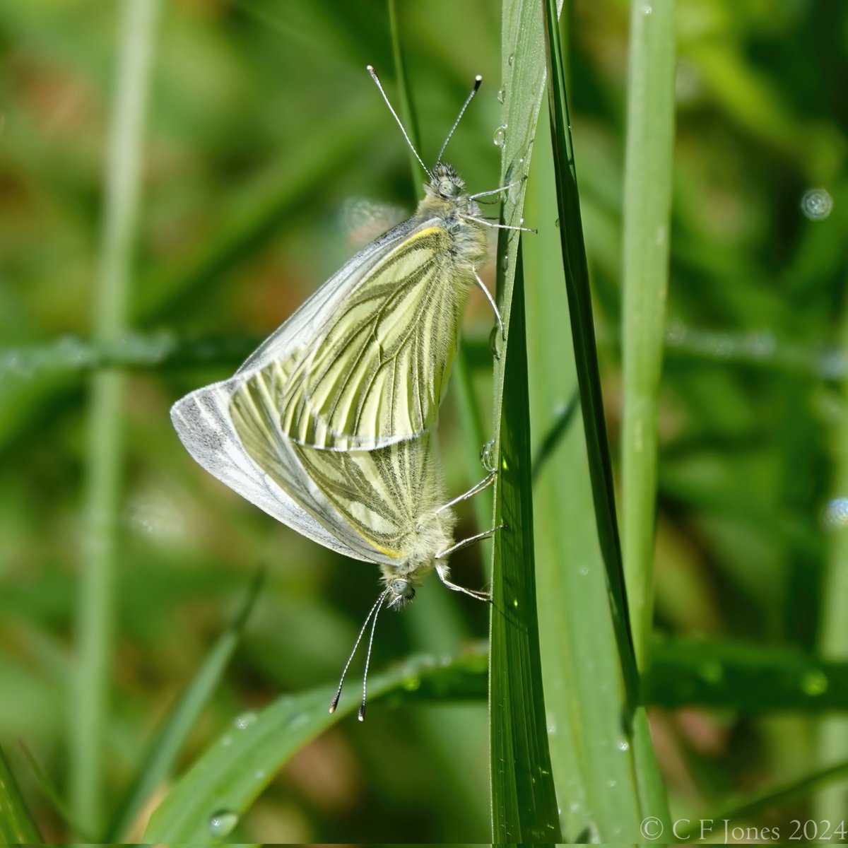 Mating pair of Green-veined White. Low Habberley, Worcs @BC_WestMids @WorcsWT @savebutterflies