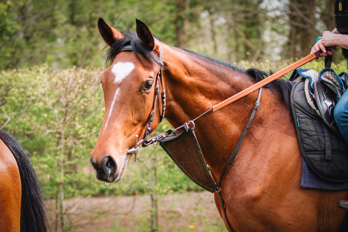 Magical beauty of a morning at @fgchantilly with our 3yos & @GraffardRacing ♦️Half-sister by @coolmorestud #WoottonBassett to G3W KING MALPIC ♦️Own-brother by @newsellspark #Nathaniel to champion DESERT CROWN ♦️TAVARUA, half-sister by #DoctorDino to Group winner DOHA DREAM