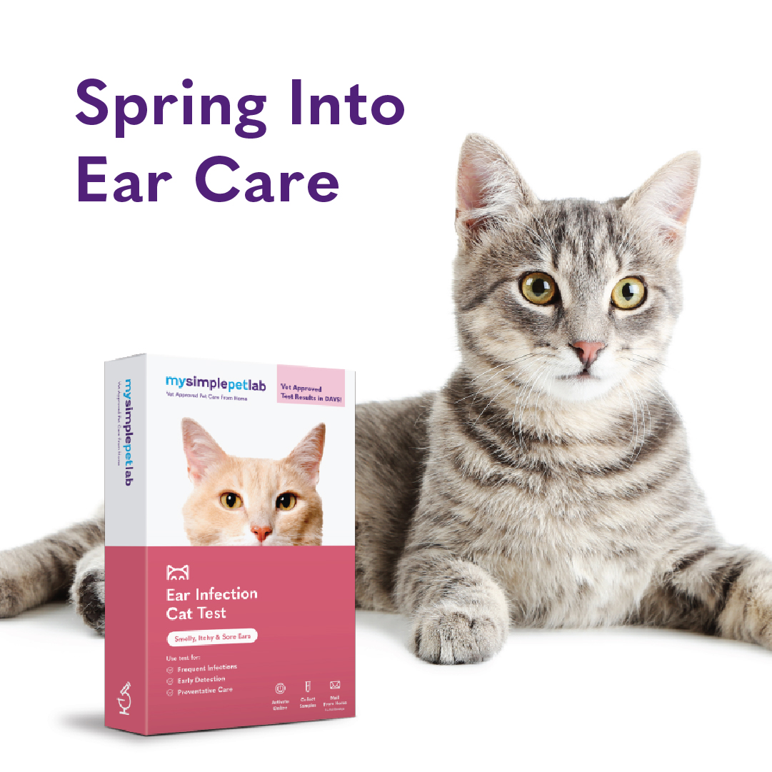 Did you know that ear infections are more common in the springtime? Stay proactive about your pets' ear health with our Ear Infection Tests designed for both cats and dogs! 🐱🐶 #PetWellness #EarHealth