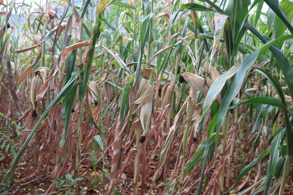 Most crops are now ready for harvest in Malawi and farmers have started harvesting them! It is a season of plenty, with green maize, fresh groundnuts, pumpkins and other farm crops.
#Ulimi #Agriculture #Farming #MW2063