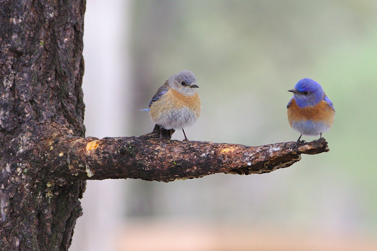 Probably after an argument, Mister bluebird (right) is upset against Madam bluebird.

📷 Benoit Gauzere

#nature #birds #photography
