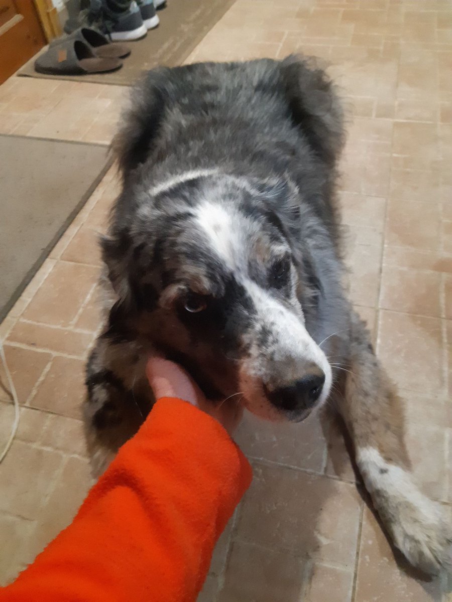 LeCercleDePan's tweet photo. [ 🆘URGENCE 42 🚨]

AIDEZ NOUS À RETROUVER CE VÉHICULE 
Un chien pourrait se trouver dedans!Le véhicule a été vu pour la dernière fois lundi soir au niveau de LA TALAUDIÈRE42.Son propriétaire,atteint d’une maladie  dégénérative,est incapable de se souvenir où se trouve le Kangoo! https://t.co/rck1neCGGb