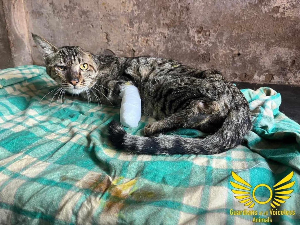 GuardiansVoice's tweet photo. Update on Bilu !

Complete story (Facebook):

https://t.co/zzXUrR1dHp

Complete story (Instagram):

https://t.co/Rb2ZfREi01 https://t.co/mGNE5HBGrB