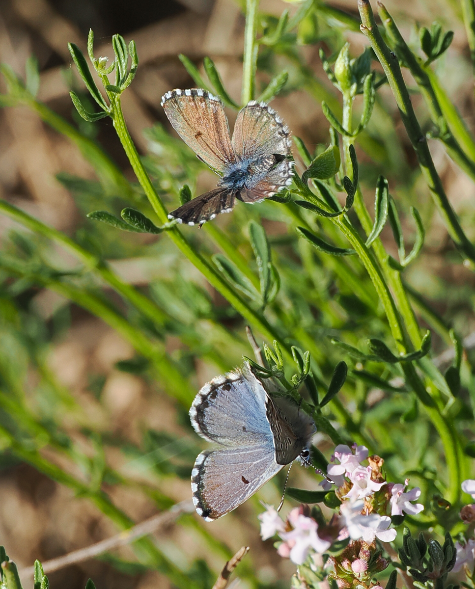 Really enjoying co-leading the @Greenwings butterfly tour in northern & central Spain with Dr. Simon Spencer and @maxando. Lots of specialties seen, including Spanish Greenish Black-tip, Spanish Festoon, Iberian Scarce Swallowtail, Iberian Sooty Copper and Panoptes Blue.