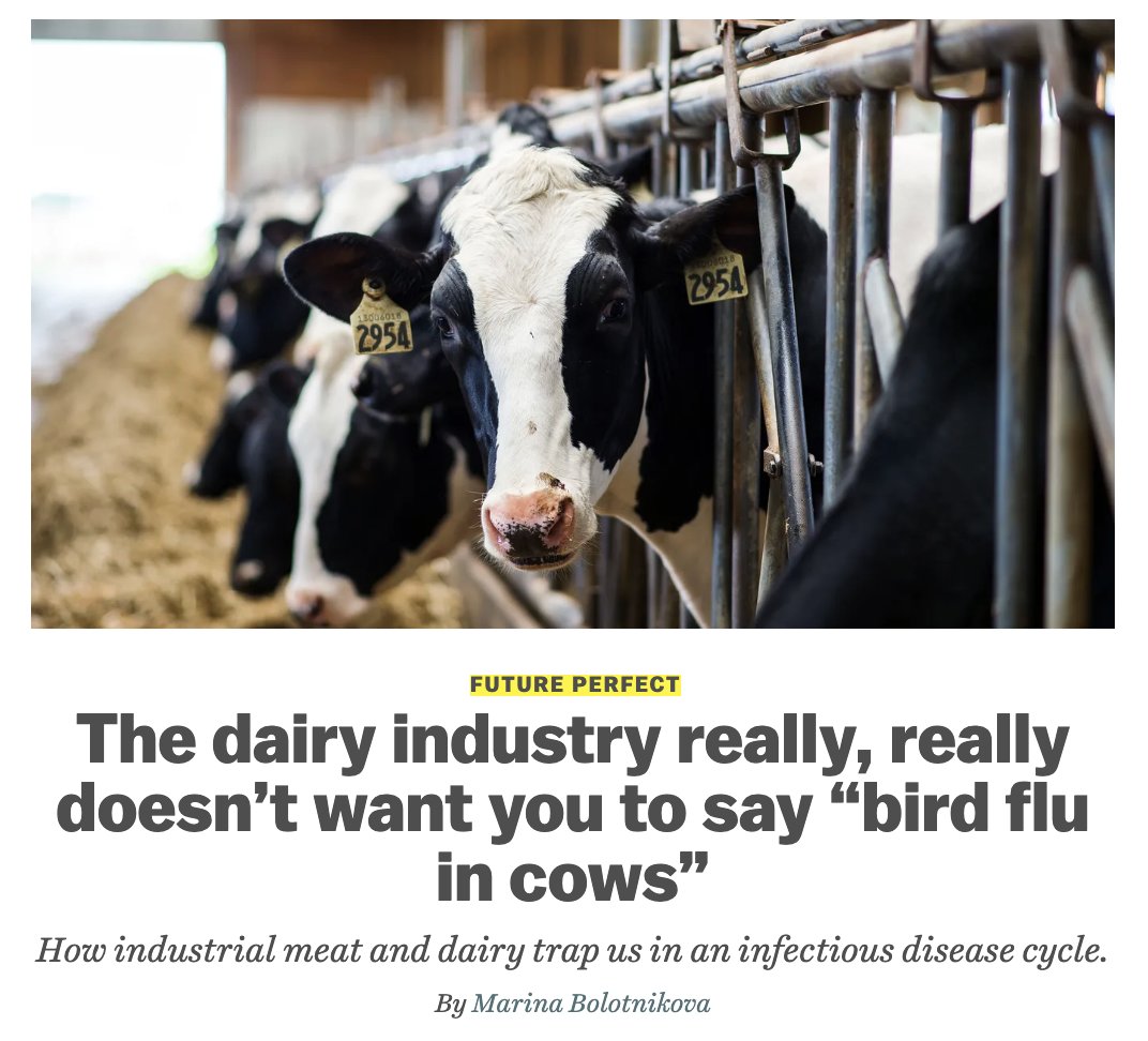 Beef & dairy vets tried to pretend cows dont have bird flu to keep us calm & buying cheeseburgers, which is, to put it mildly, one of the wildest things Ive seen on this beat. Wrote a newsletter on that & the infectious disease time bomb of factory farming vox.com/future-perfect…