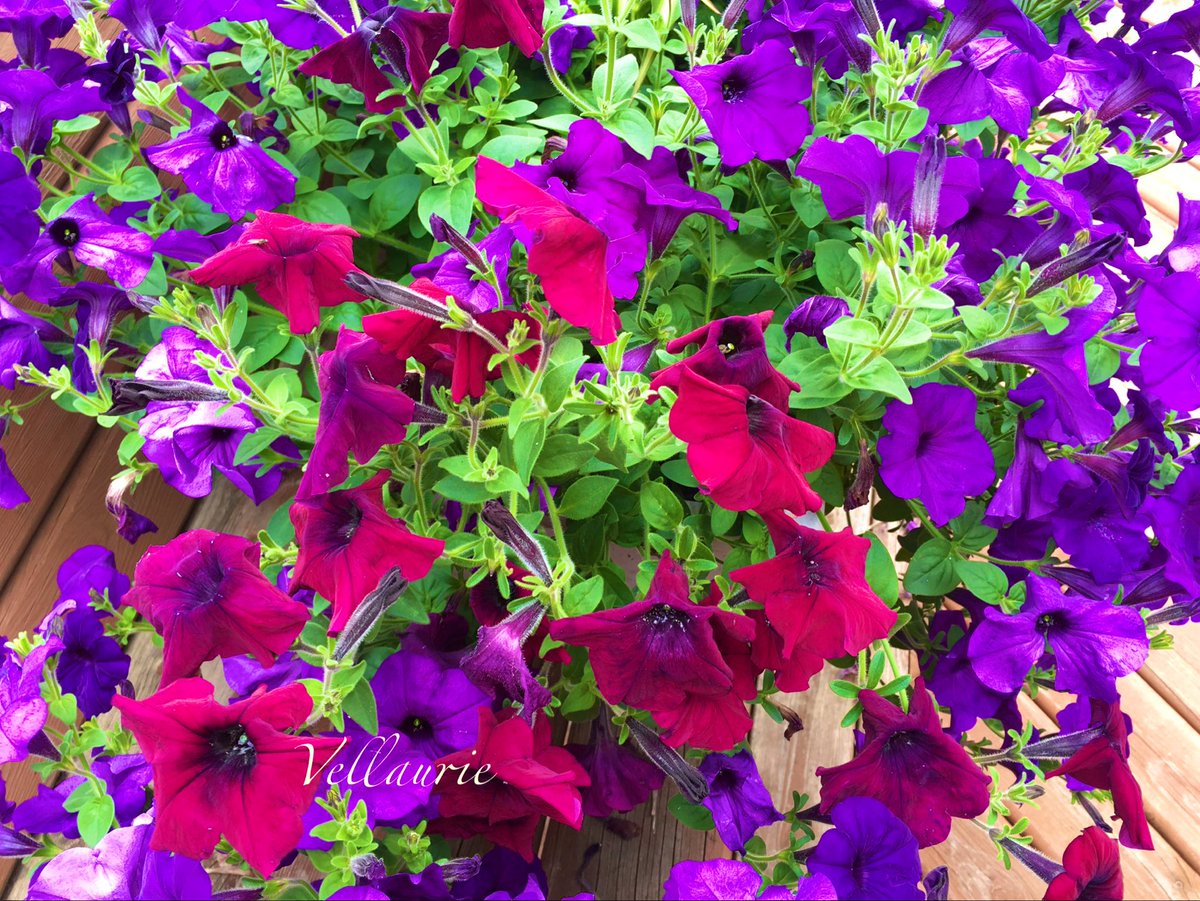 QP/Share your flower pictures starting with P. #AlphabetChallenge #WeekP P is for petunias! #flowers #petunias #gardening #GardeningX #SummerVibes