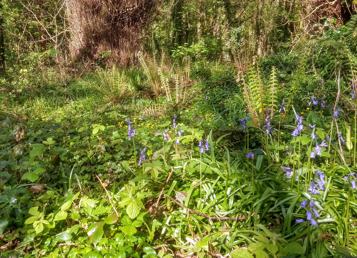 Irish Wildlife Sounds (Seán Ronayne) tweet media