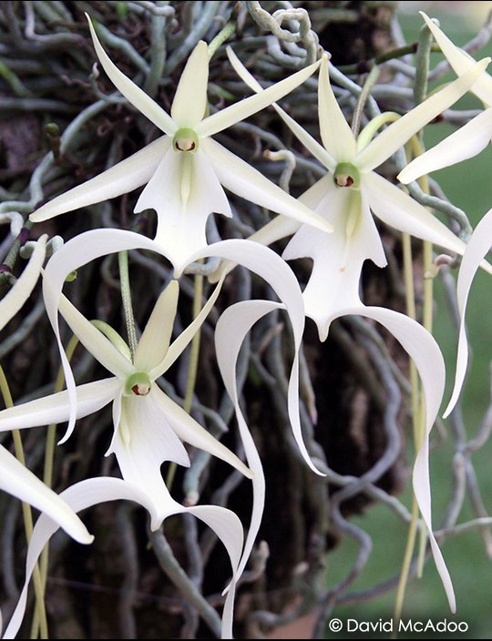 North America has over 200 orchids—but over half are threatened or endangered somewhere they once thrived. Scientists with our North American Orchid Conservation Center work to save endangered species like ghost orchids, which in the U.S. grow only in Florida. #FutureOfOrchids