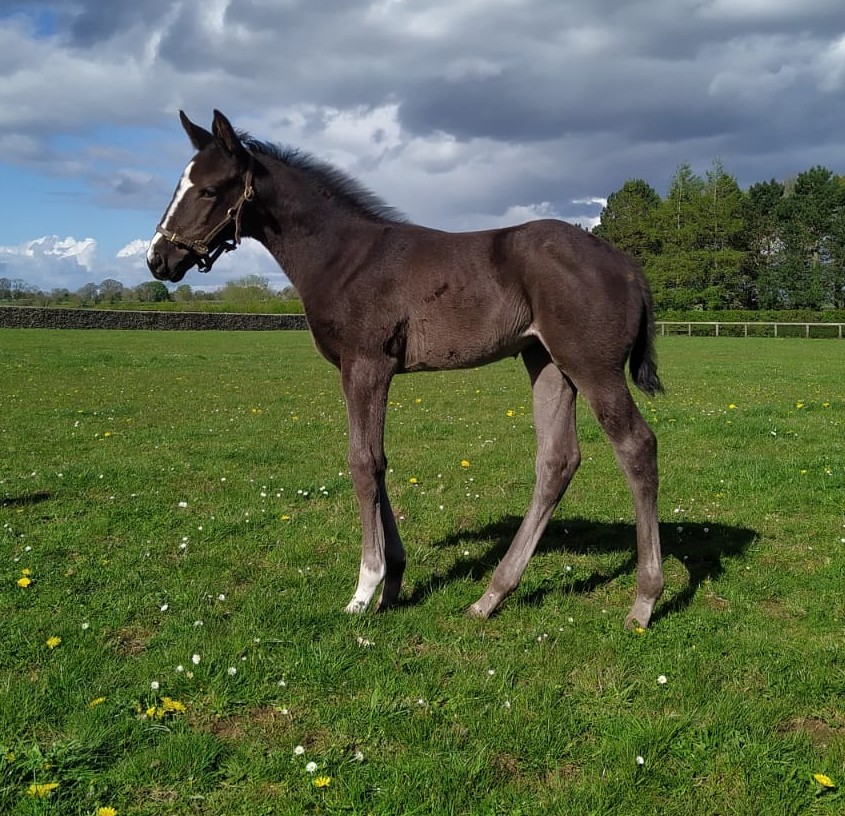 A lovely spring day and horses are gleaming.
#saracenfeeds