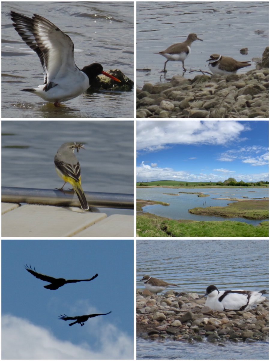 Highlights at #uptonwarren’s Flashes today: LRP 2, Oyk 2, Avocet 49, Common Sand, Lapwing 2, Lesser Whitethroat, Blackcap, Shelduck 4, Buzzard, Song Thrush @WorcsWT @Natures_Voice @RSPBEngland @WestMidBirdClub @BTO_Worcs @upstarts1979 @_BTO @waderquest