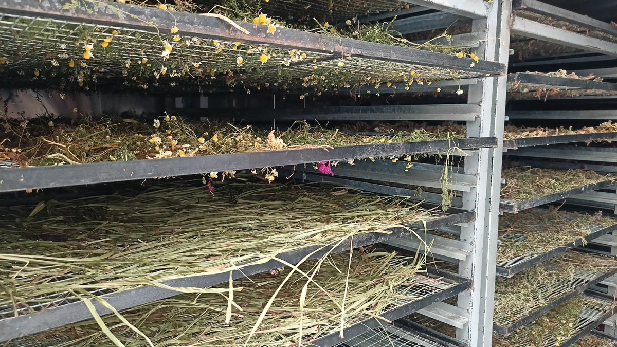 Agricultura_CZ6's tweet photo. #Azuay| Realizamos recorrido en la planta de horchatas Guarainag del cantón Paute, para establecer estrategias de vinculación directa a supermercados y comercialización mayorista, lo que permitirá incrementar la producción y mejorar los ingresos de los socios. 

#ElNuevoEcuador🇪🇨 https://t.co/nxvumu3LGf