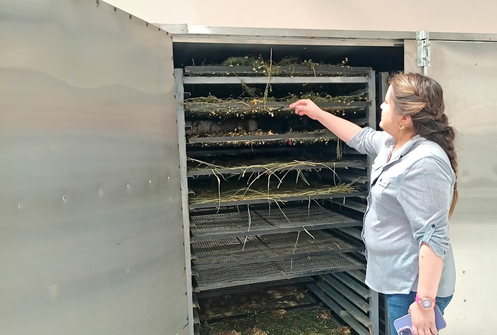 Agricultura_CZ6's tweet photo. #Azuay| Realizamos recorrido en la planta de horchatas Guarainag del cantón Paute, para establecer estrategias de vinculación directa a supermercados y comercialización mayorista, lo que permitirá incrementar la producción y mejorar los ingresos de los socios. 

#ElNuevoEcuador🇪🇨 https://t.co/nxvumu3LGf