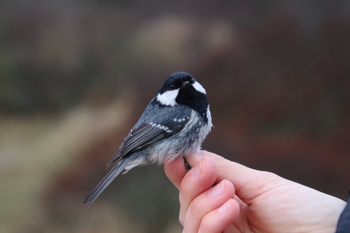 This morning we caught a flock of 12 Coal Tits (Sortmejse)!

#coaltit #sortmejse #titbird #birdmigration #migration #migratorybirds #skagen #denmark #birdringing #birdbanding #birdobservatory #birds #bird #birdlovers #skagenfuglestation #detgråfyr #mejse #periparusater