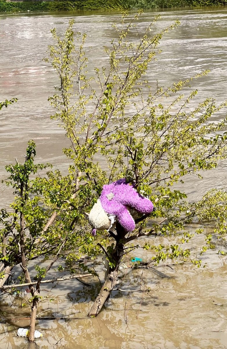 Ubaid_rahman019's tweet photo. In the hearts of green birds!
#Srinagar 💔 https://t.co/eZXNAWtM0D