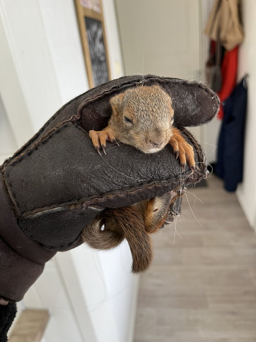 Kevään ensimmäinen oravapotilas. Pieni kurre löytyi vapisevana ja kylmettyneenä talon portailta. Nyt kurre nukkuu karvahatussa lämpölampun alla. ❤️. #jampaneläinhoitola#