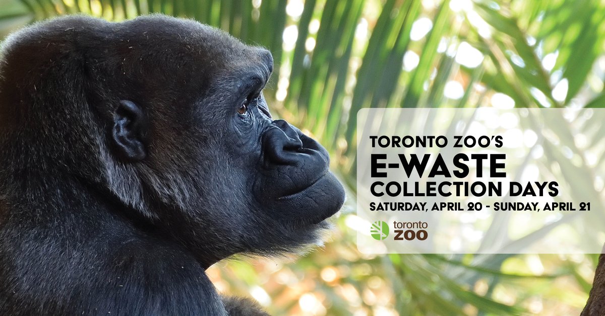 Bring your E-Waste to the Zoo on the weekend of April 20/21 and help support great ape conservation ♻️🦍 All donations from this year's collection are in support of your Zoo's 'PhoneApes' program and will be responsibly recycled in Ontario. Details: bit.ly/3vFc3Mg