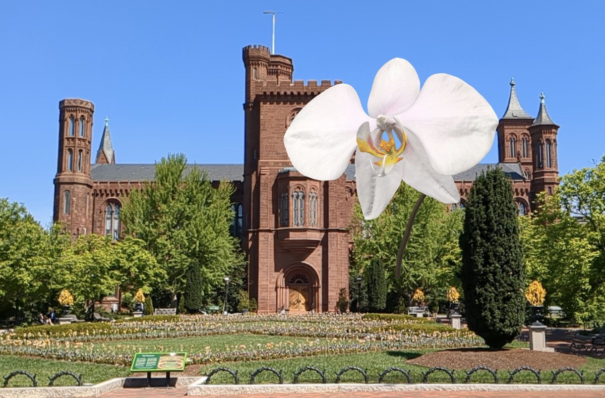 Smithsonian3D's tweet image. Carry a little sunshine in your pocket on #OrchidDay today!🤳🌼#3D orchids from the #FutureOfOrchids collection can be viewed in Augmented Reality through your smartphone camera. Select the &quot;AR&quot; button in the top left of the 3D viewer: 3d.si.edu/object/3d/2249…

@SmithsonianGardens