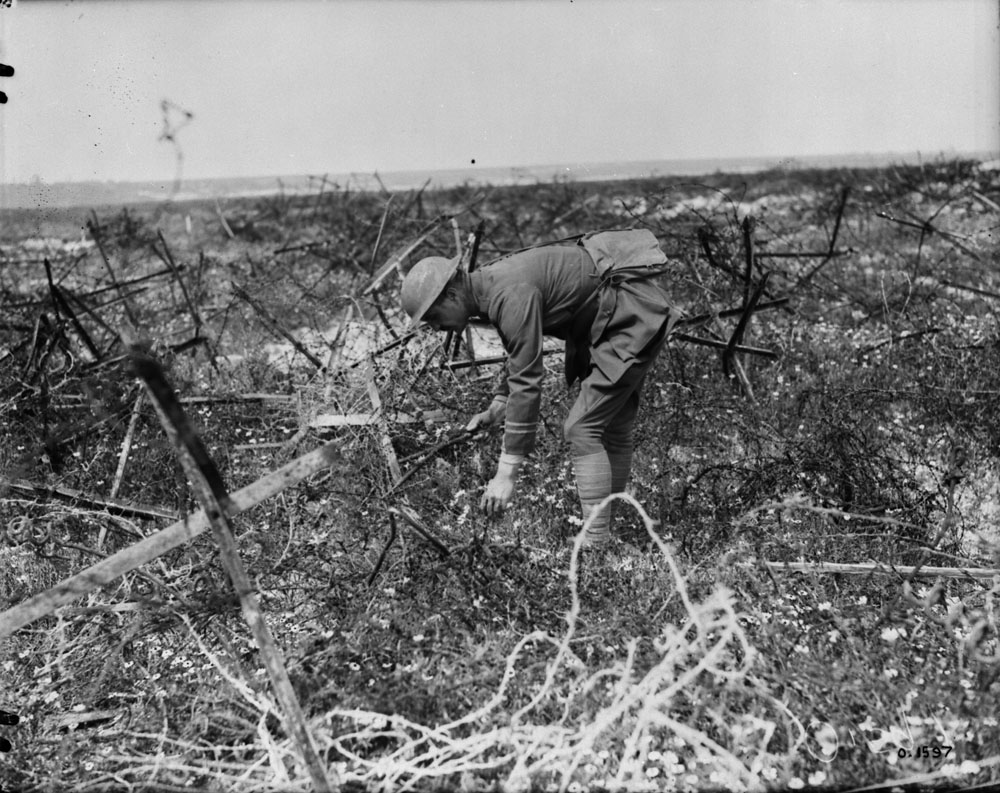 A Canadian officer picking flowers among barbed wire. // Un officier canadien cueille des fleurs parmi les barbelés.