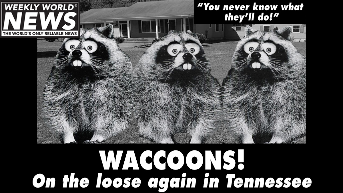 It happens every 7 years. Looks like they're back!! Watch out if you are in Tennessee.

#waccoons #raccoons #tennessee #rockytop #ontheloose