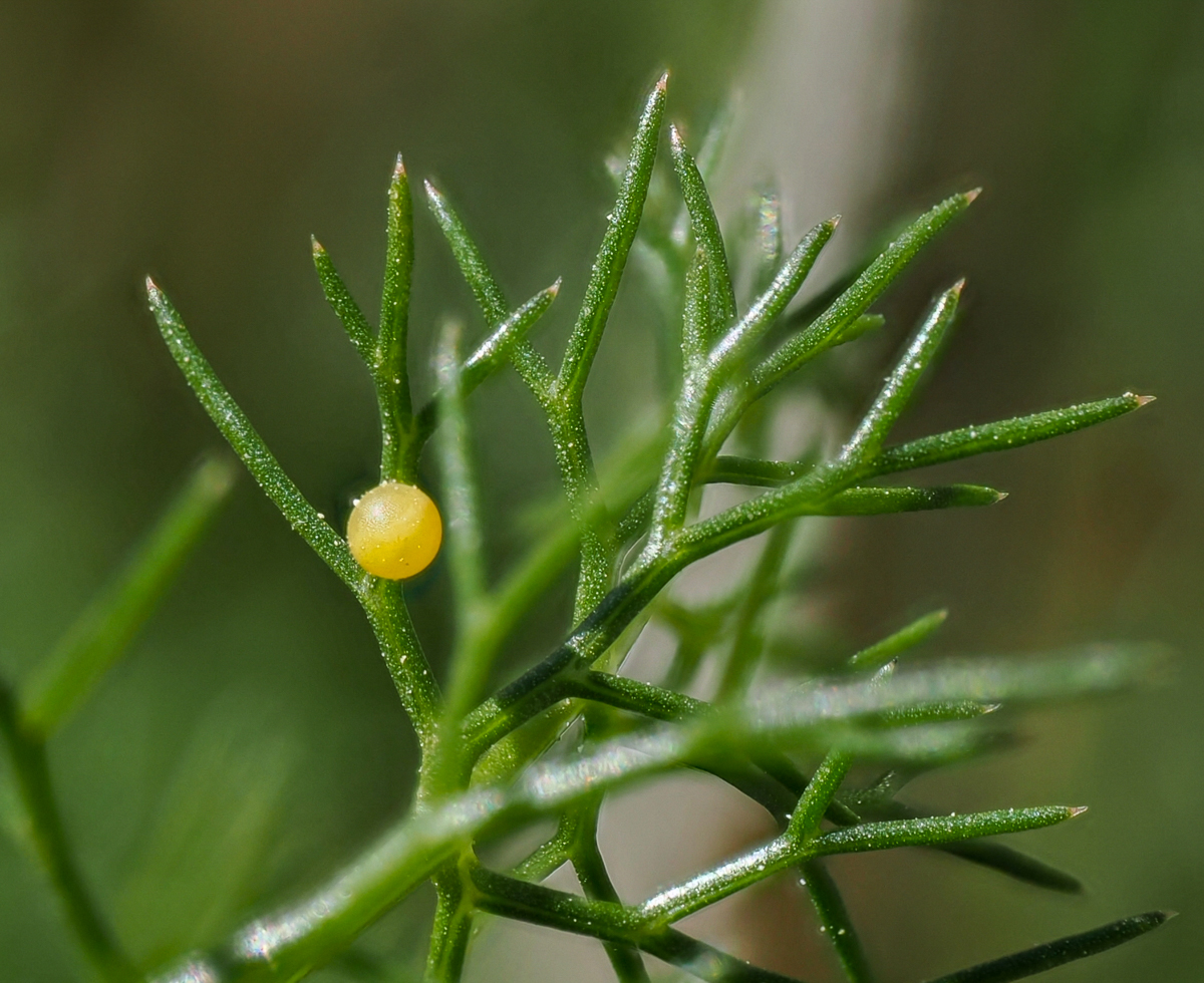 Guests on the @Greenwings northern & central Spain tour also enjoyed watching a Swallowtail 'sniff out' some Fennel before laying, with 6 eggs found in total.