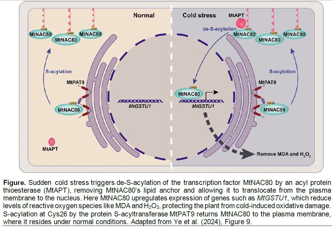 ThePlantCell's tweet photo. IN BRIEF:  Aw, snap! How reversible protein lipidation helps plants deal with sudden temperature dives (Vicky Howe) https://t.co/BfneBPsB4m @DrVickyHowe @ASPB #PlantSci https://t.co/KabEHhGCfP