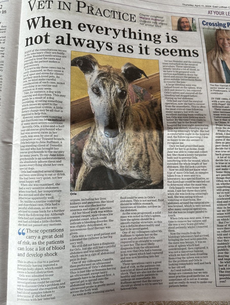 Lovely article in the @elcourier about Orla the greyhound ❤️