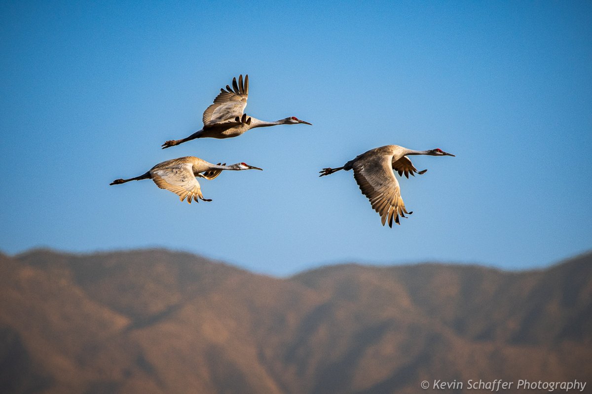 The Three Amigos Nikon Z9, FTZ2 Adapter, @Sigma_Photo 150-600mm Contemporary lens at 600mm (DX crop on), f6.3, ISO400, 1/3200 second, @InduroTripods with the support