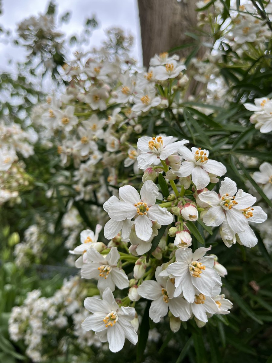 Come and get your blossom fix in the centre of the city at Greyfriars House & Garden 🌸

#BlossomWatch #FestivalofBlossom #GreyfriarsNT #WorcestershireHour