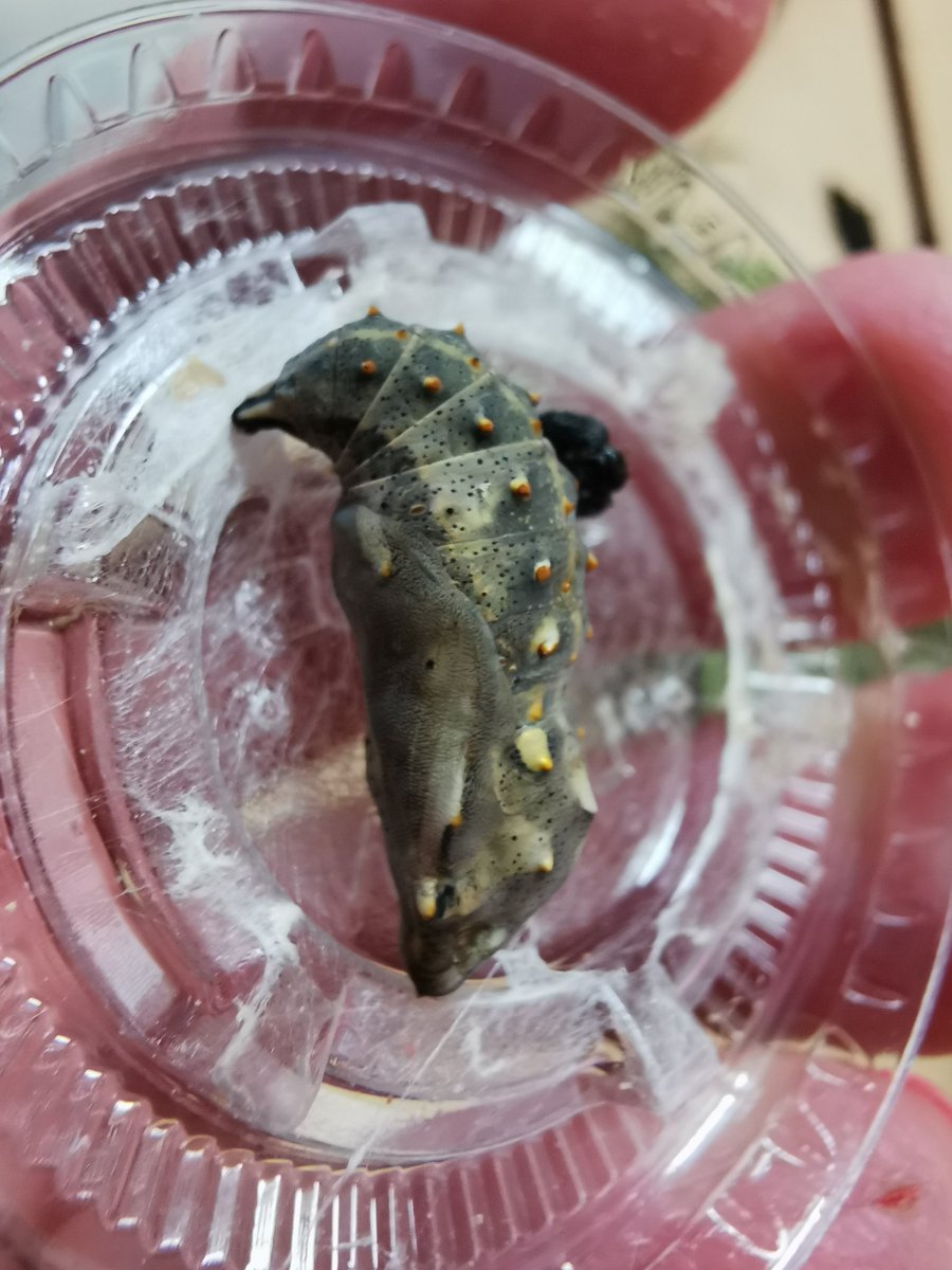 Excitement is building in our Classroom <a href="/qesarnia/">@QESarnia</a> <a href="/LKDSB/">Lambton Kent DSB</a>  as our 🐛🐛🐛 grow and form pupa/chrysalis.....soon to become 🦋 @SEPSciCen <a href="/WendyDalgleis/">Wendy Noble</a>
 #fullofwonder #awe #lifecycle