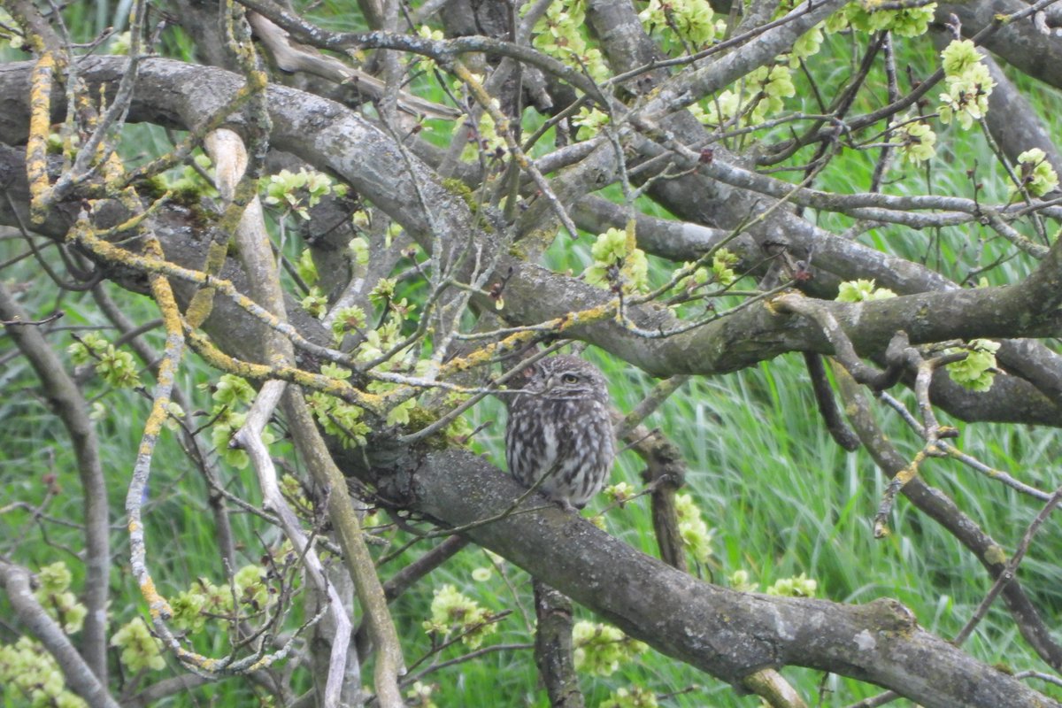 Burton marsh this morning Numerous Wheatear along the path and rifle range Cettis Chiffchaff Whitethroat and Willow warbler present still plenty of Pinks on marsh L 0wl noted Sp Hawks hunting Wheatears