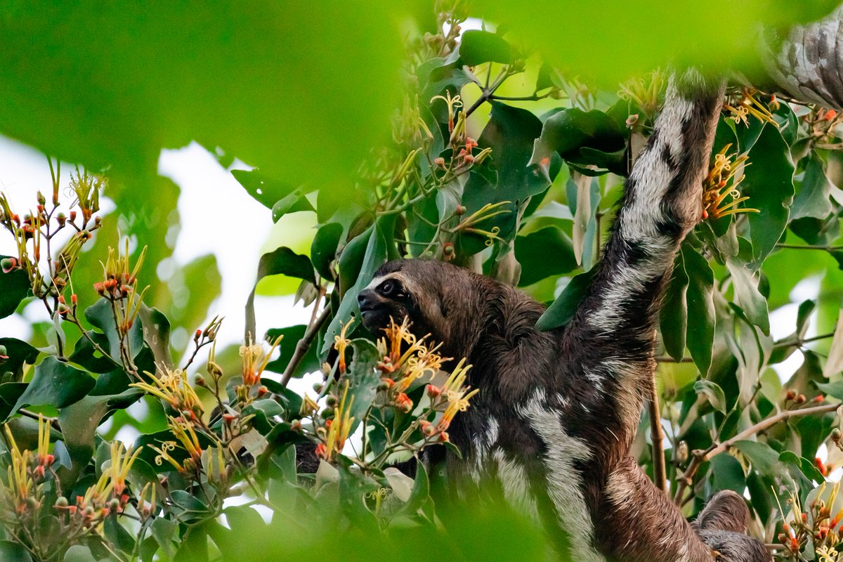 Spiders, poison dart frogs and sloths..... Welcome to the wild side of the Amazon Rainforest!

We may be nuts but we love walks through the #AmazonRainforest, you never know what you'll find!

@DelfinAmazon #Wildlife #wildlifephotography #AdventureTravel