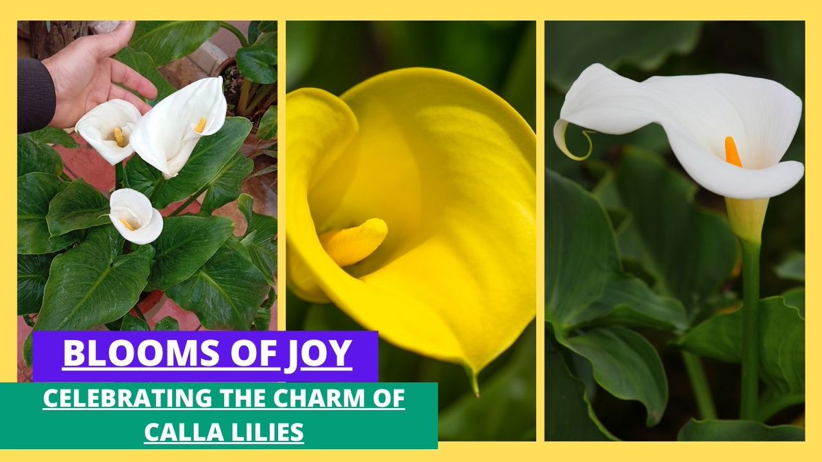 It's time to immerse yourself in the radiant world of Calla lilies, where beauty #blossoms at every turn. Join us as we unravel the secrets behind caring for and enjoying this exquisite #bloom! youtu.be/7PBNcEGRmWw
#flower #flowers #video #videos #gardening #gardeningtips