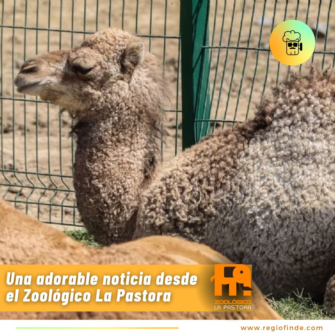 🎉 Un nuevo integrante ha llegado al #zoológico #LaPastora. Se llama Gaspar  y es un dromedario recién nacido. ¡Es una verdadera sensación! 
🌟 Los visitantes ya pueden conocer a Gaspar 🦙💫