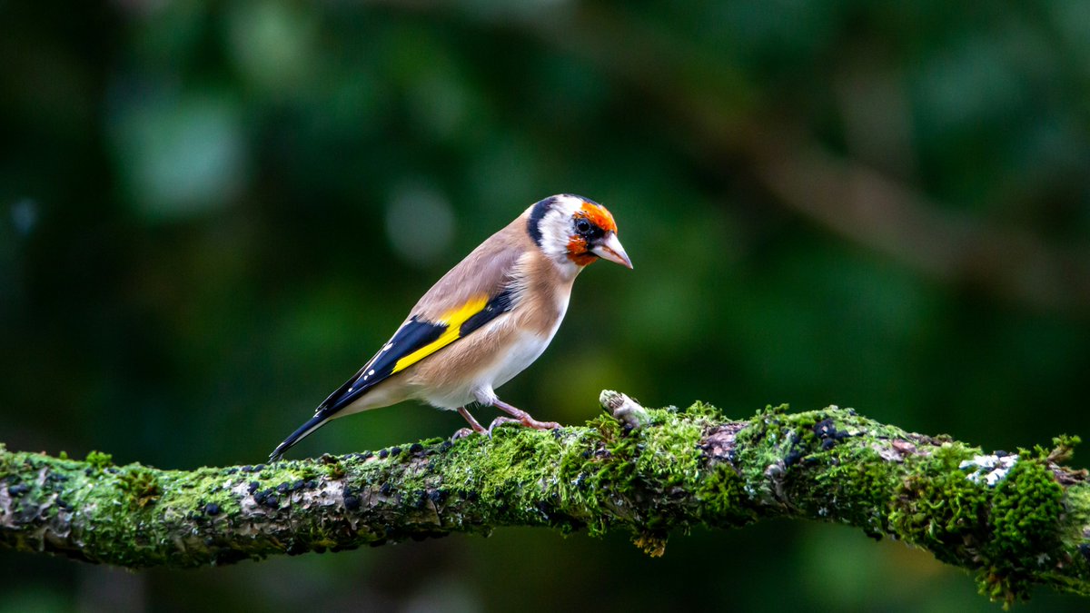 A beautiful goldfinch perched on a mossy branch.