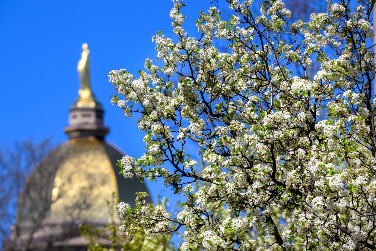 Spring is in the air ✨ #GoIrish