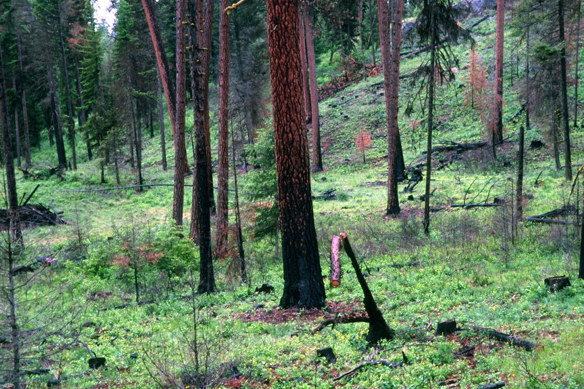 🌲💨 Prescribed fires are essential for ecosystem health and reducing wildfire risks. We're here to help communities prepare for and manage smoke exposure. Stay informed and protected with our tips and resources. Check your AQI or the fire and smoke map. Together, we can be