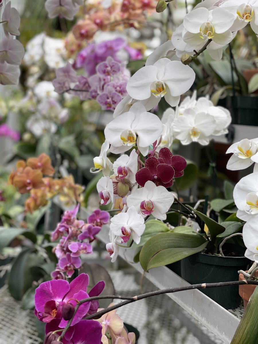 Celebrate #NationalOrchidDay with a visit to the greenhouse, which houses an orchid collection of over 2,000 different specimens of 1,200 hybrids and clones, and enjoy the beauty of Marjorie Post’s favorite flower.