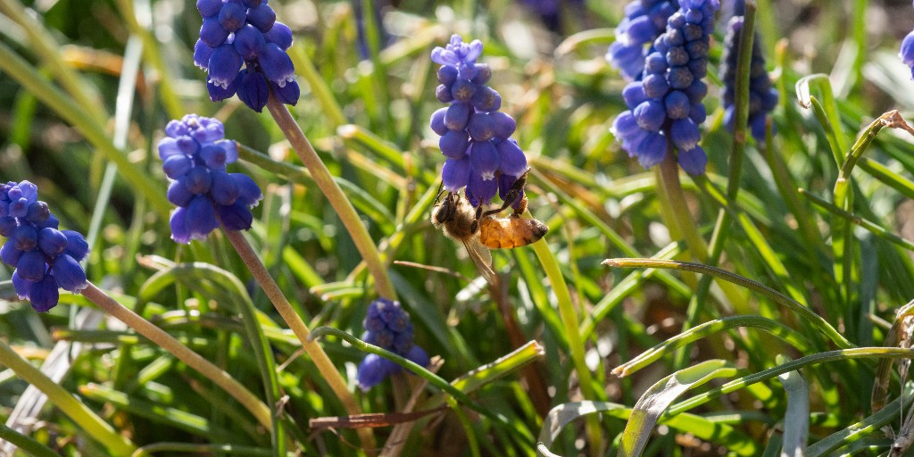 Chicago Botanic Garden tweet media