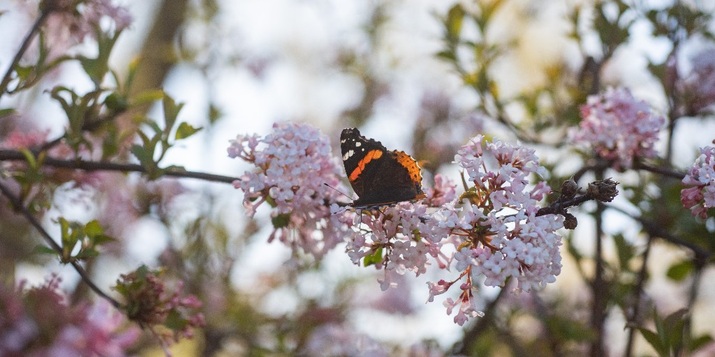 Pollinator alert: Bee on the lookout for pollinators as the vibrant colors of spring paint the Garden. We've already had reports of butterflies and bees! 🐝 🦋