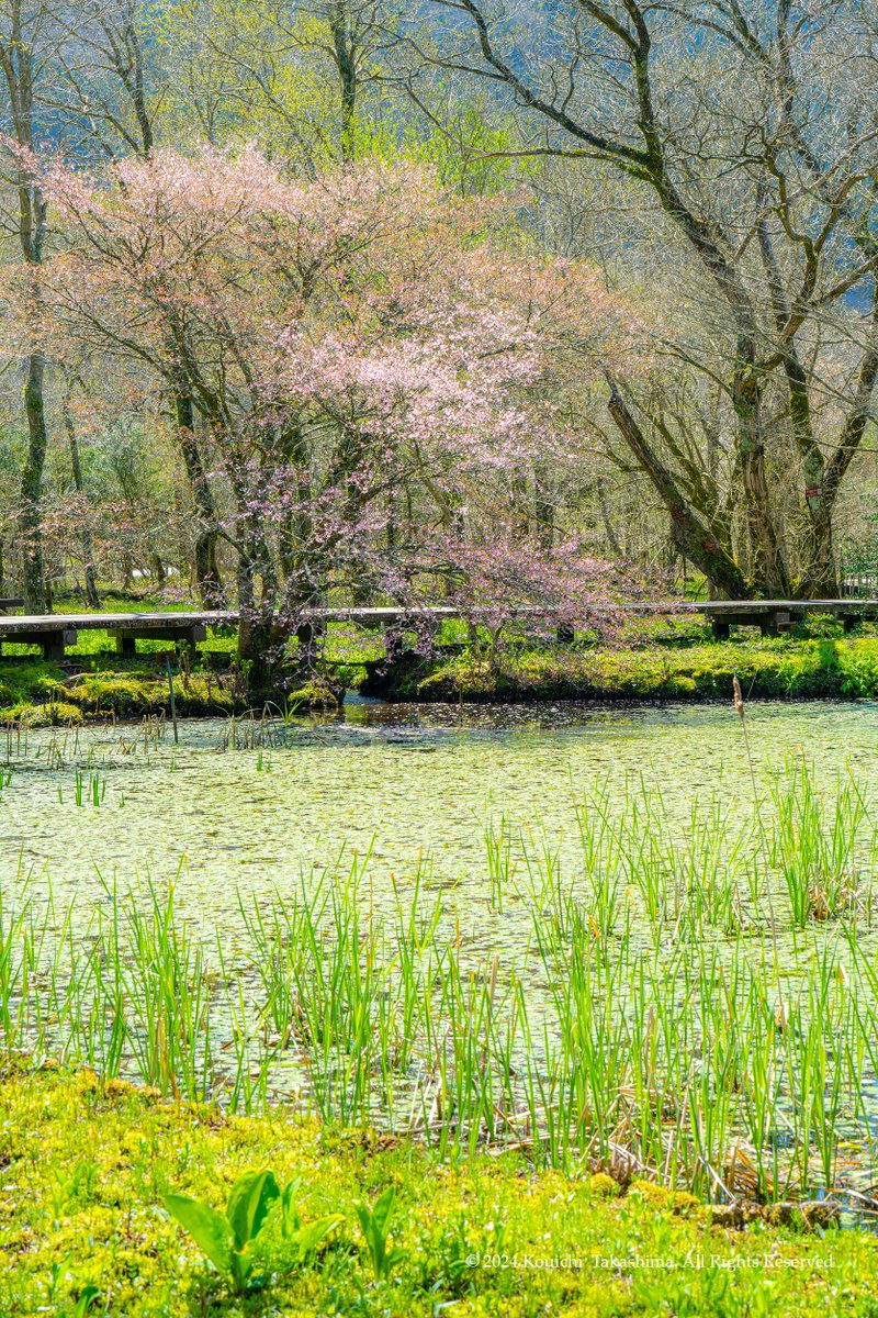 春の美しい湿原の風景✨箱根湿生花園✨
#naturephotograhpy  #Flowers